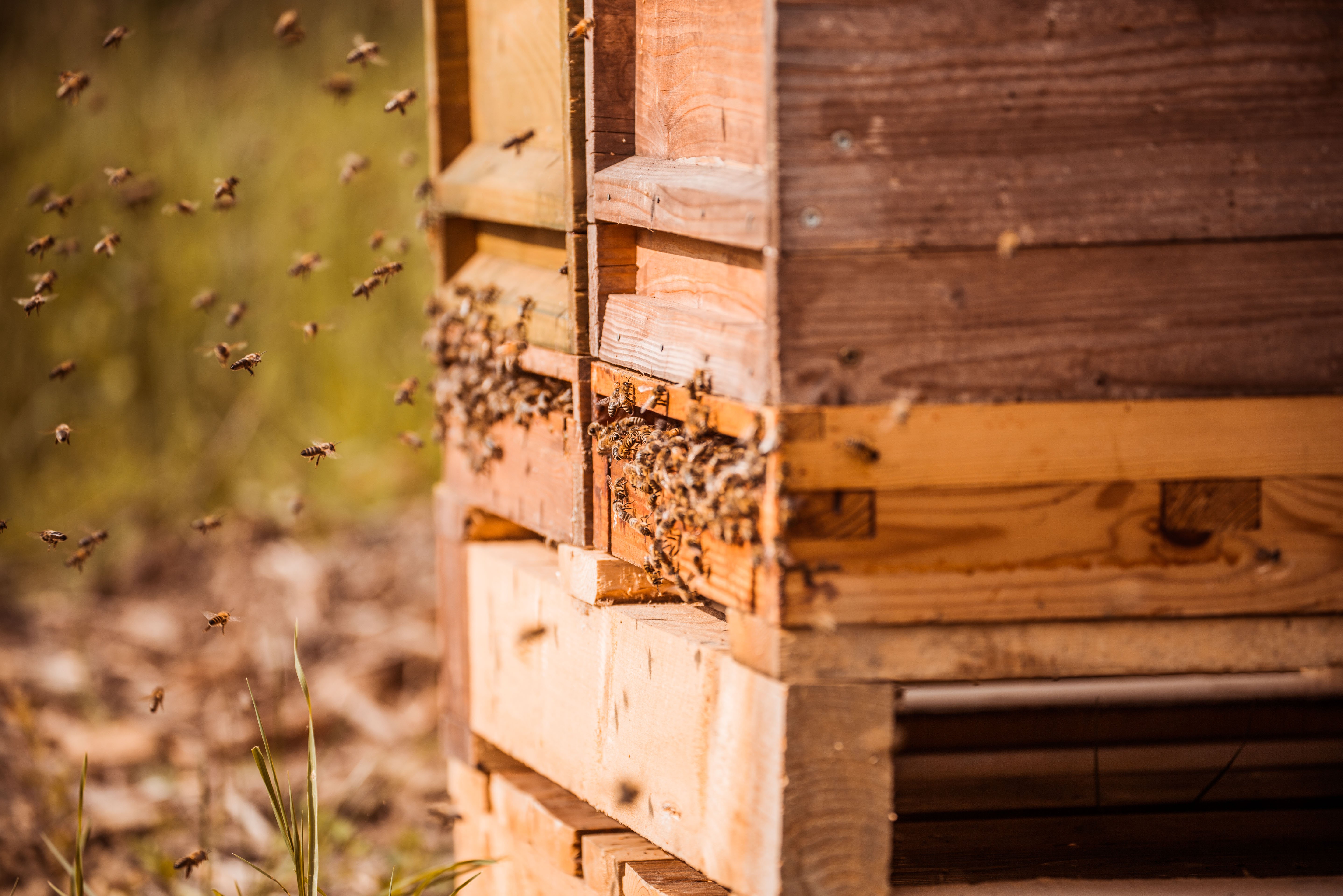 Bienen vom Porsche Leipzig Honig