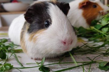 Meerschweinchen Donnie