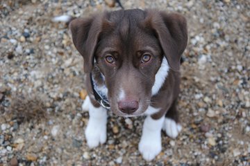 Labrador-Mischling Skadi