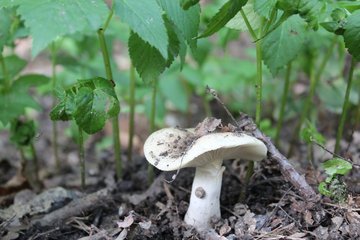 Pilze sammeln Leipzig Pilze sammeln Leipzig