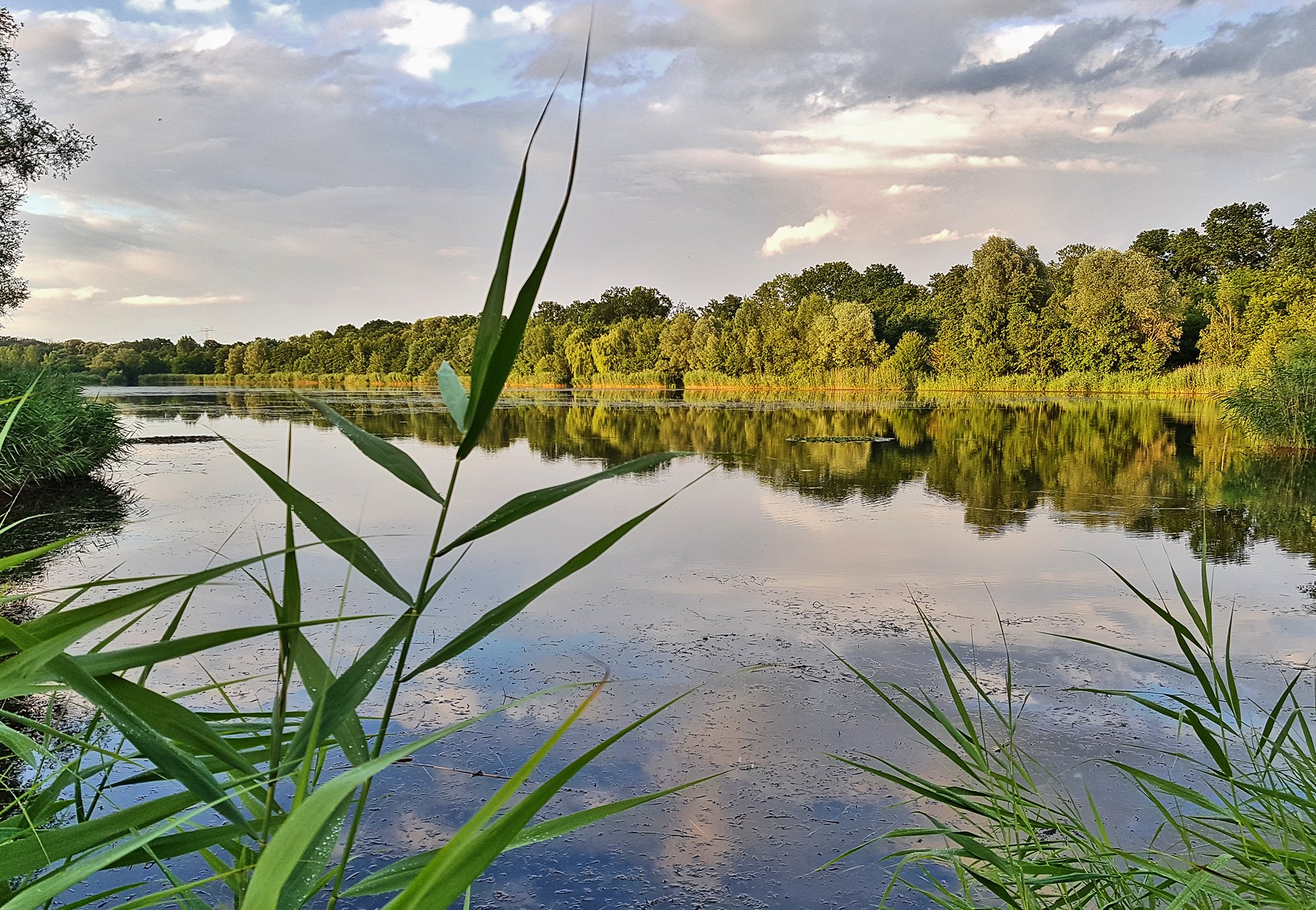 Waldsee Lauer