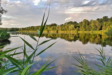 Waldsee Lauer