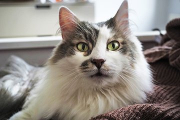 Kater Charlie