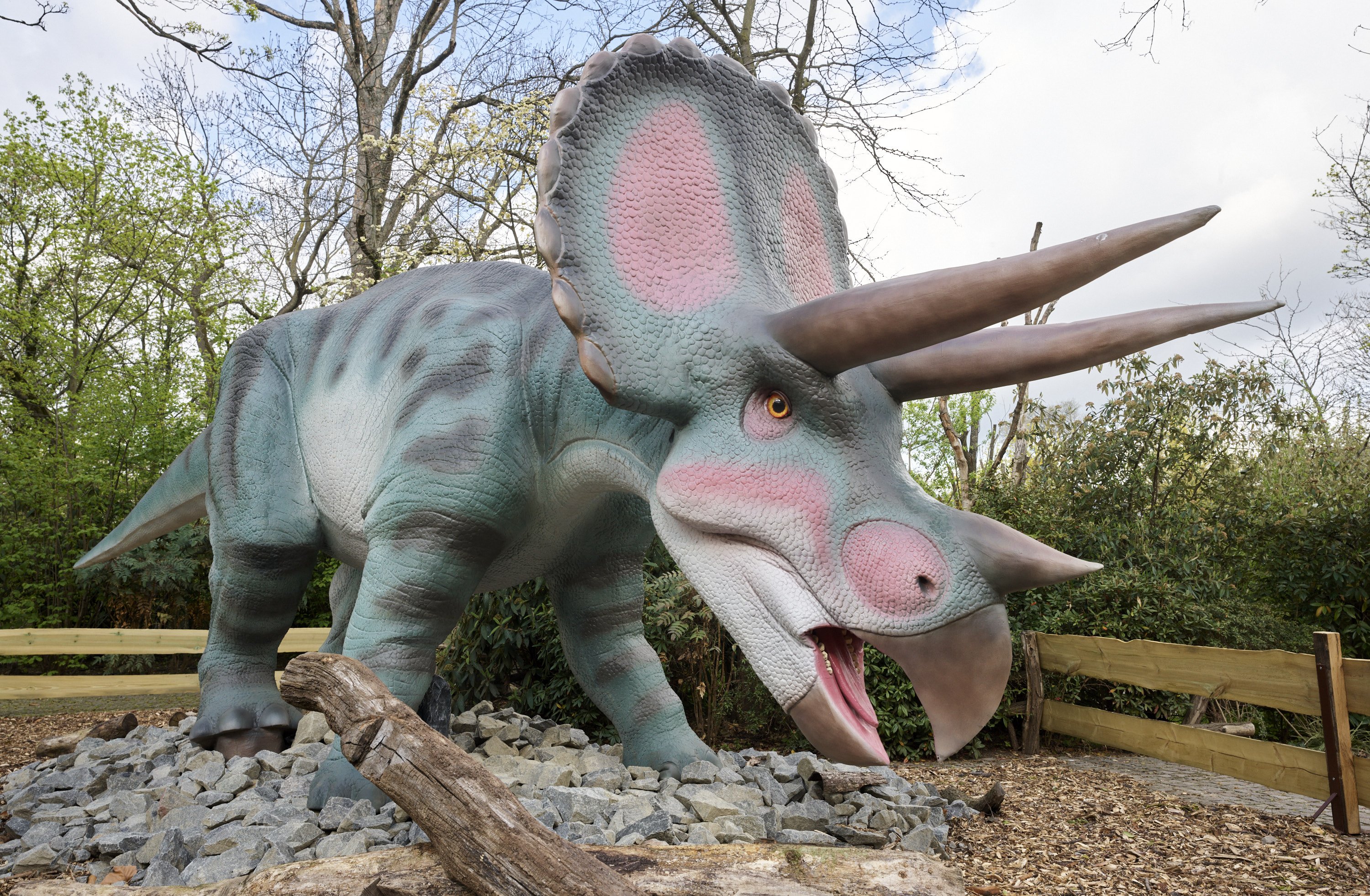 Triceratops