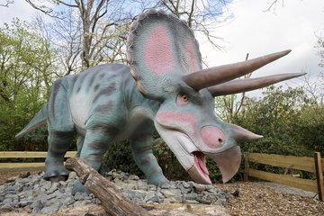 Triceratops
