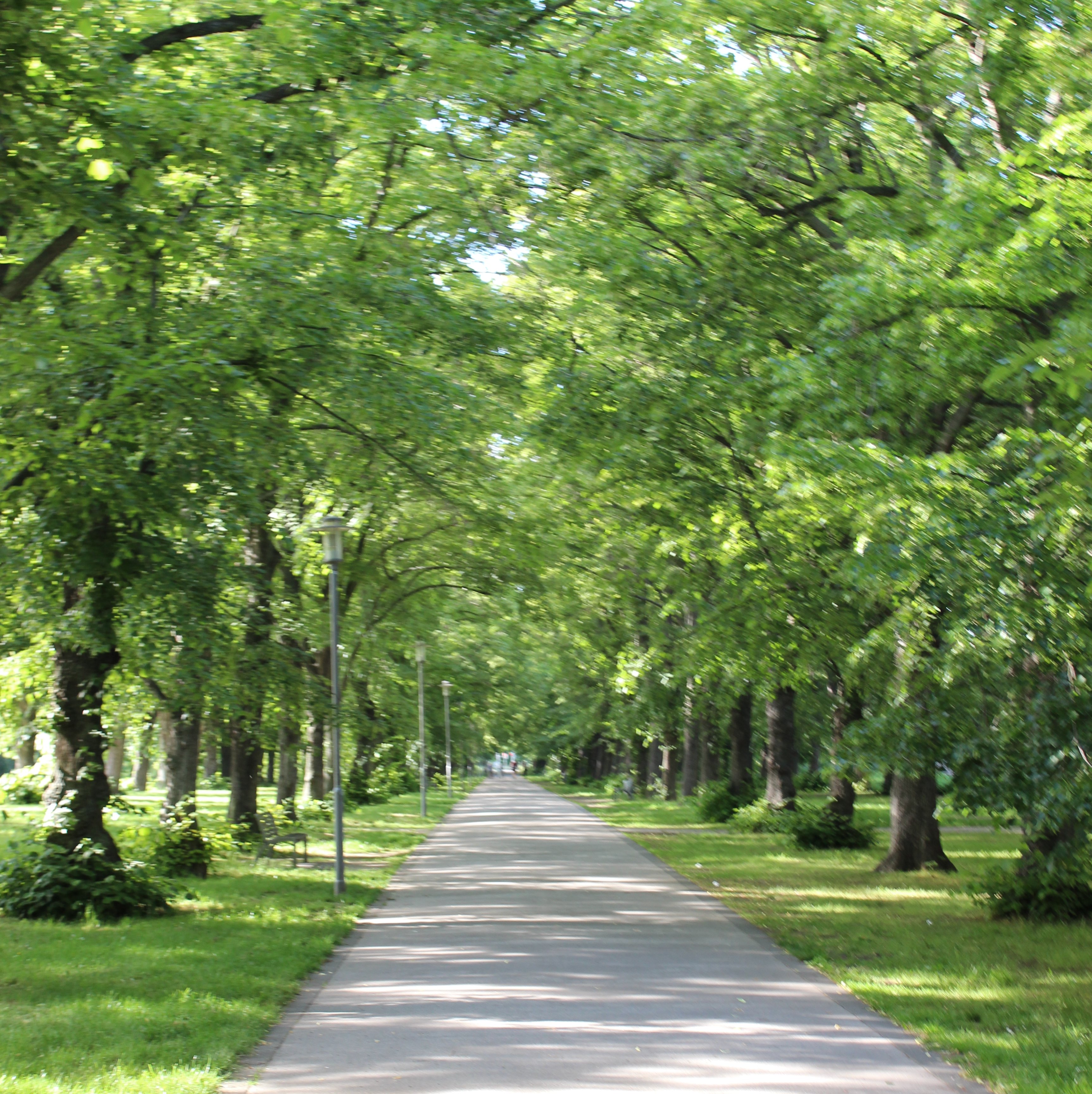Eine Allee im Sommer