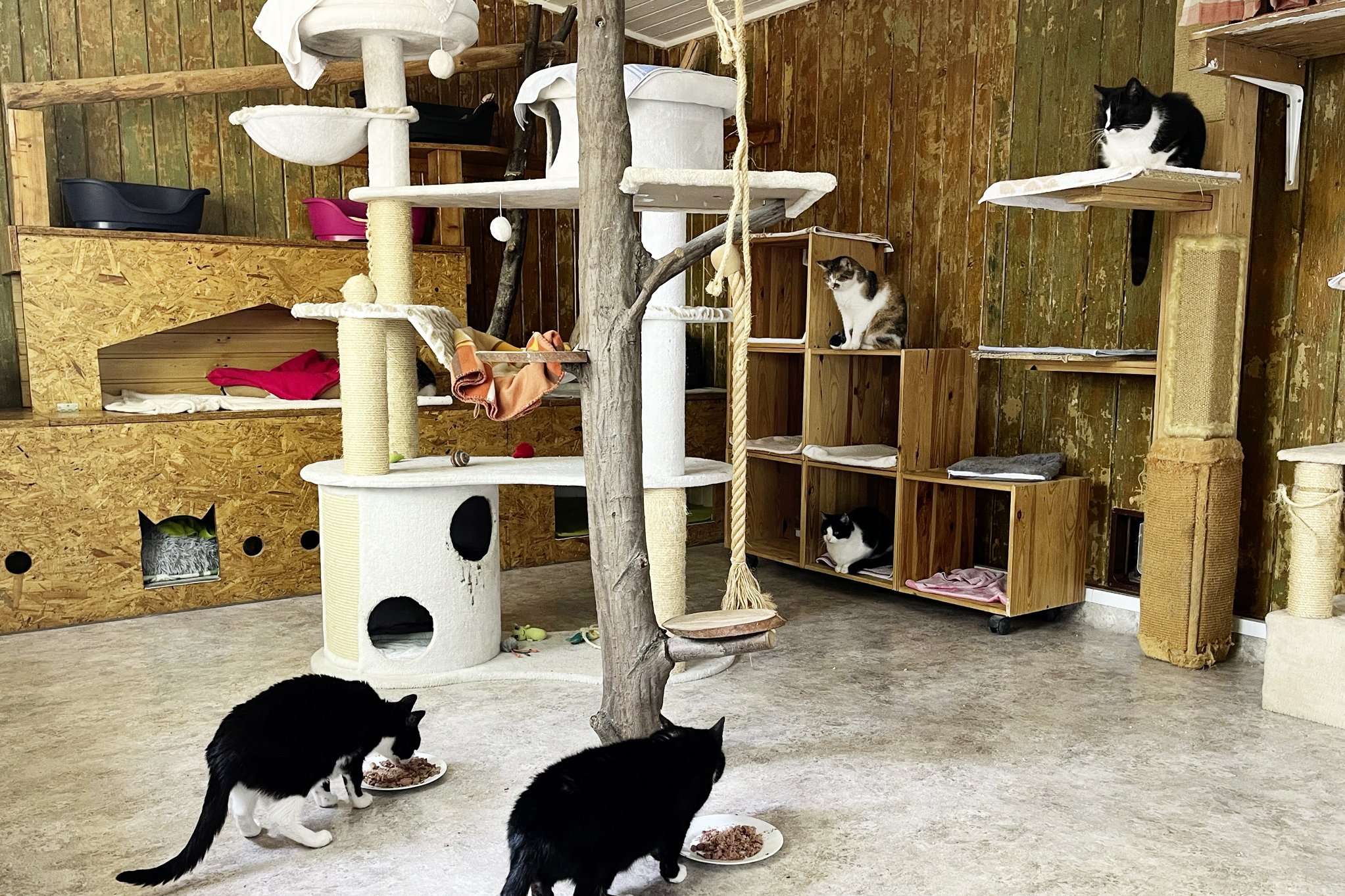 Katzenzimmer