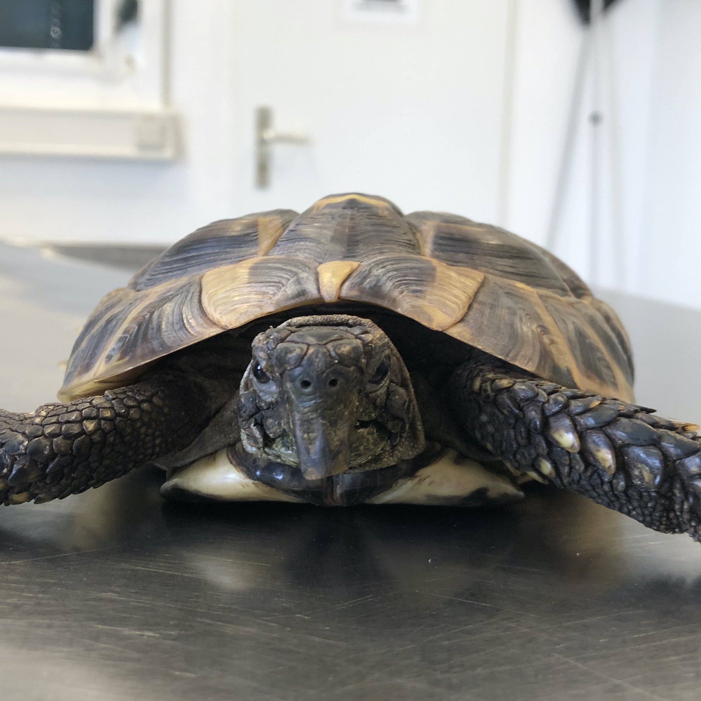 Kranke Schildkröte