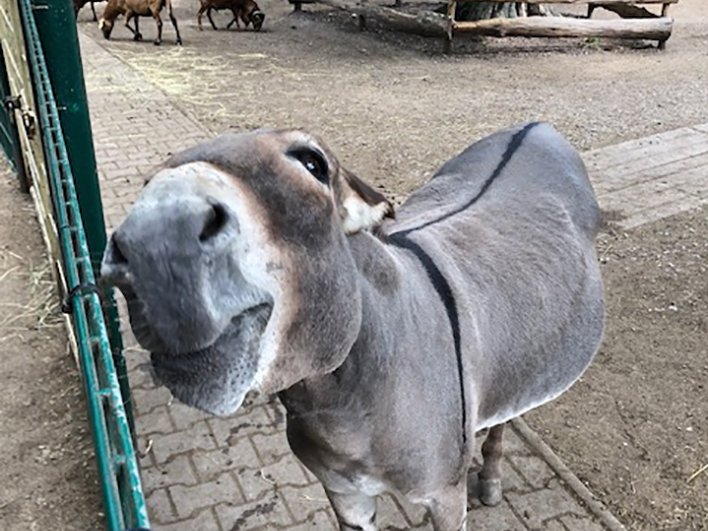 Esel im Tierpark Lützen Esel im Tierpark Lützen