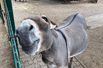 Esel im Tierpark Lützen