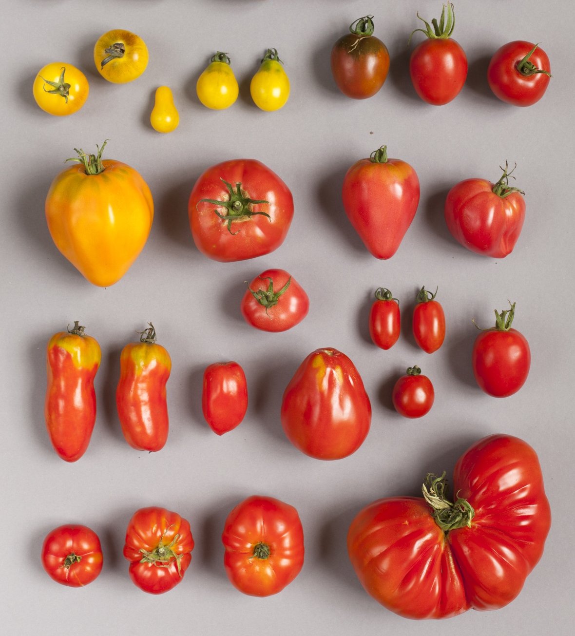 Annalinde´s verschiedene Tomtaten