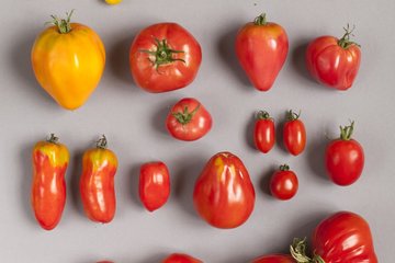 Annalinde´s verschiedene Tomtaten