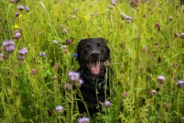 Hundemalaria