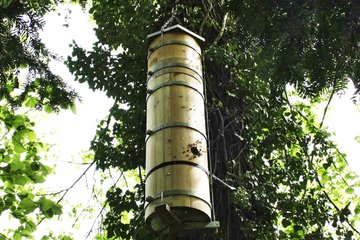 Baumhöhlen für Wildbienen