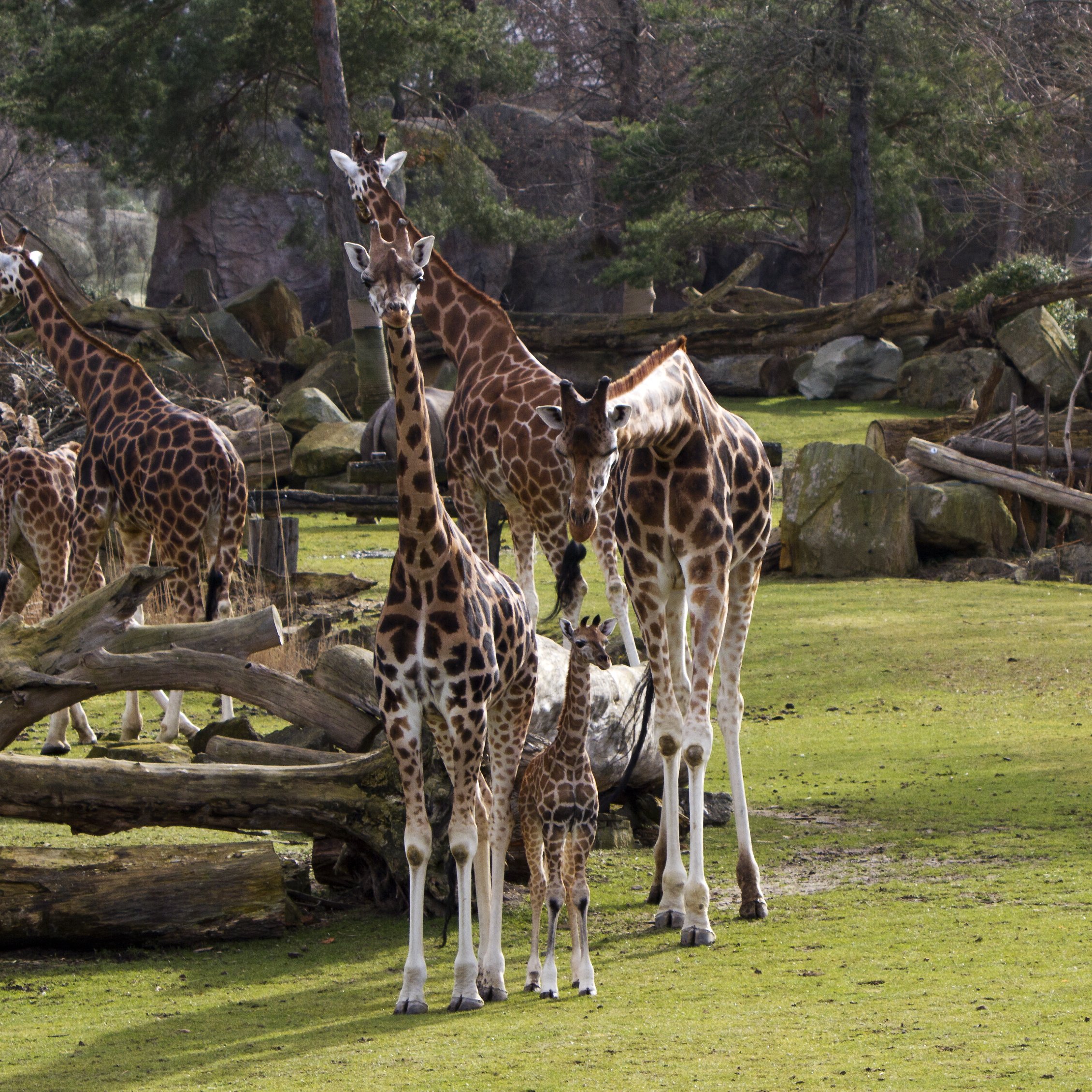Giraffennachwuchs