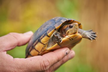 Schildkröten von Andreas Hennig
