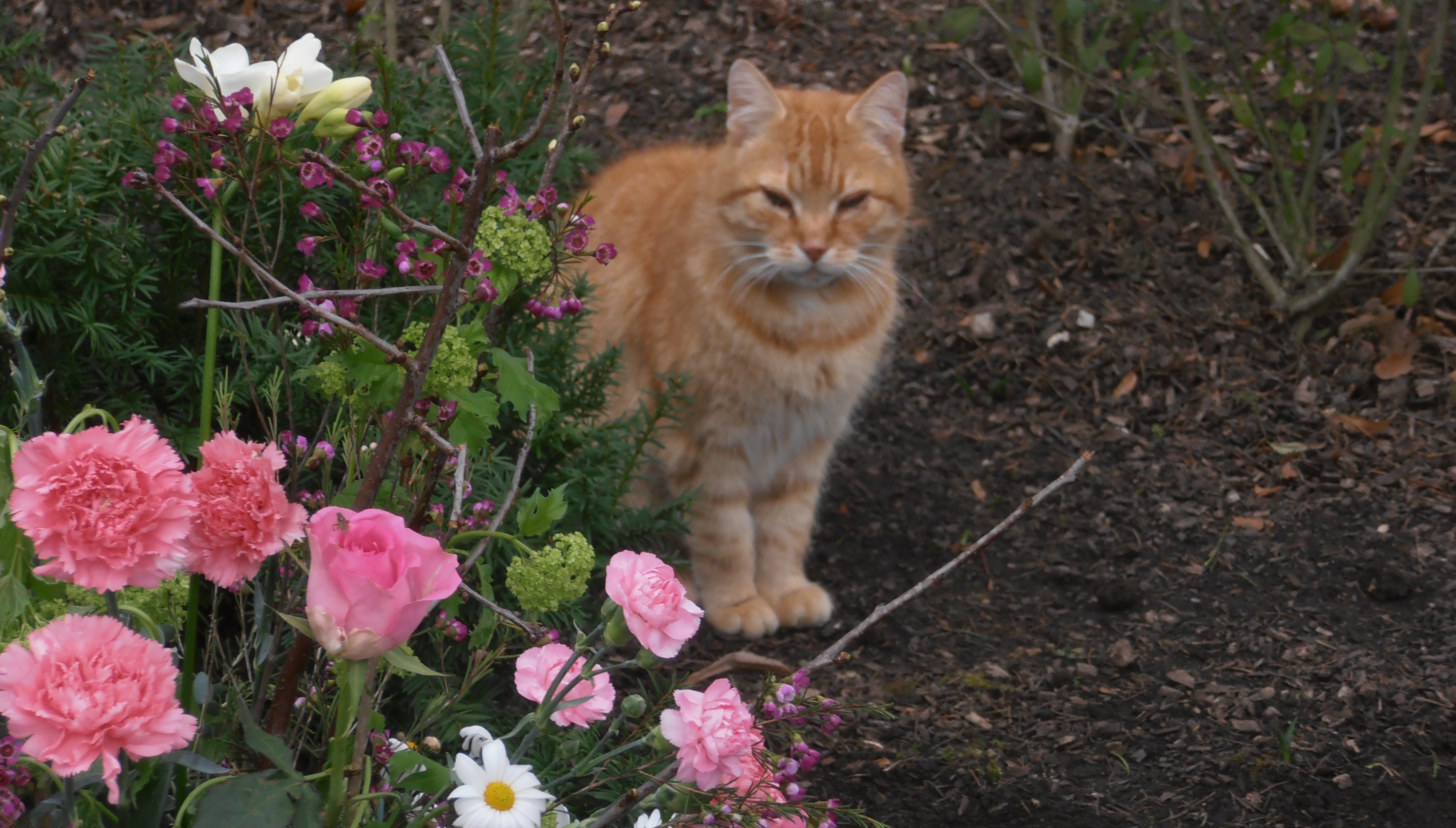 Friedhofskater Rüdiger