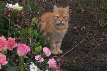 Friedhofskater Rüdiger