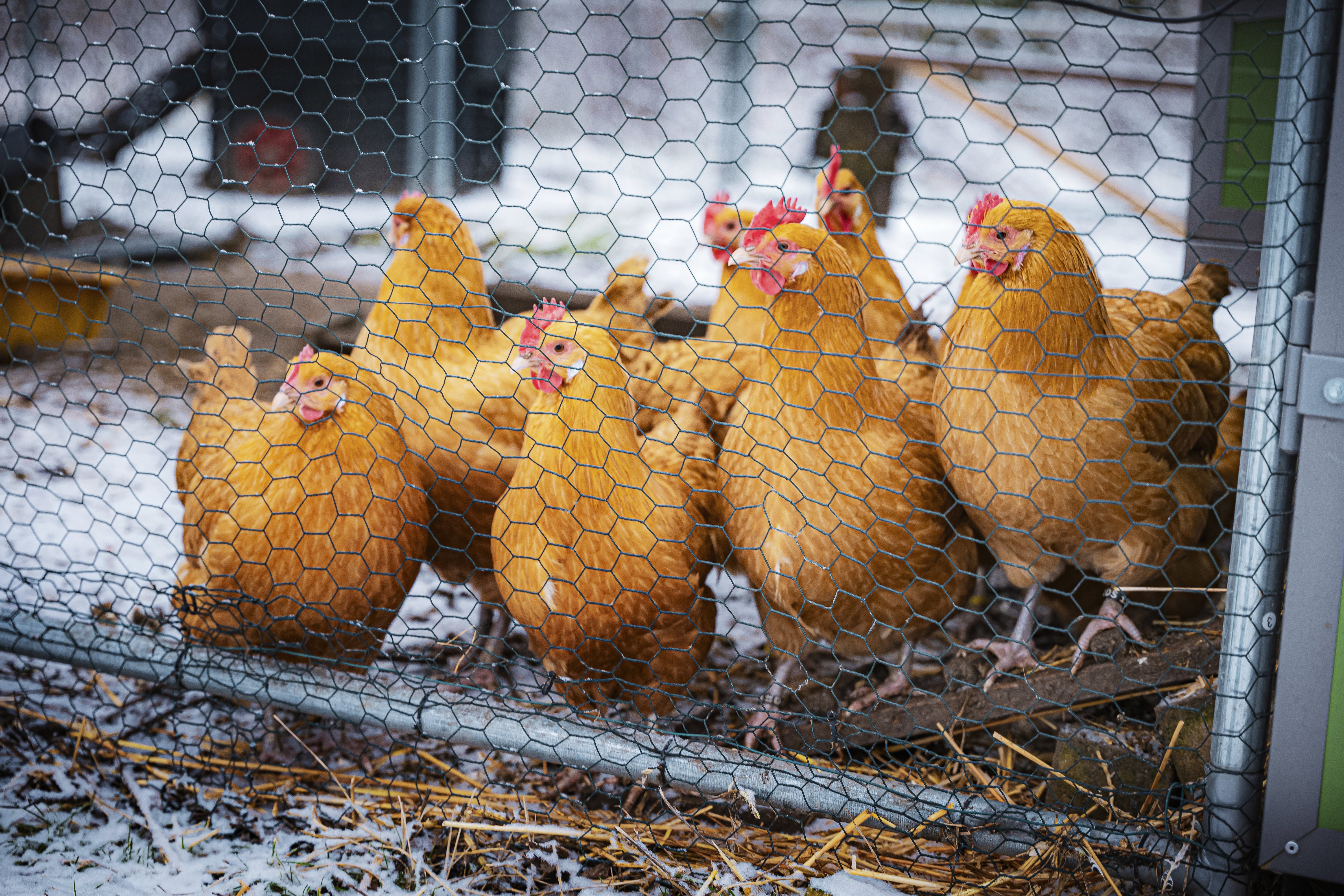 Sachsenhuhn