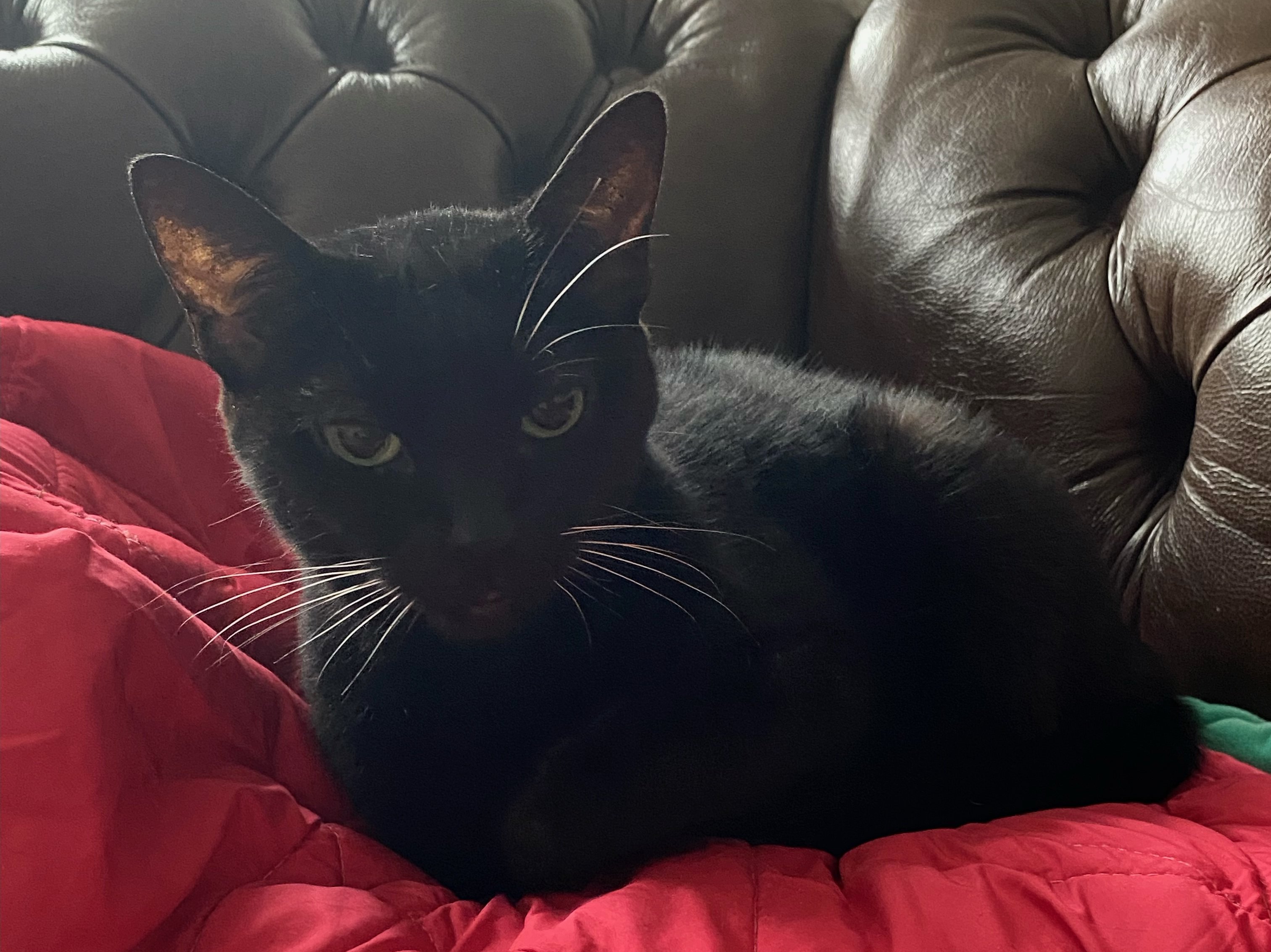 Kali