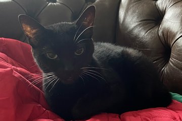 Kali