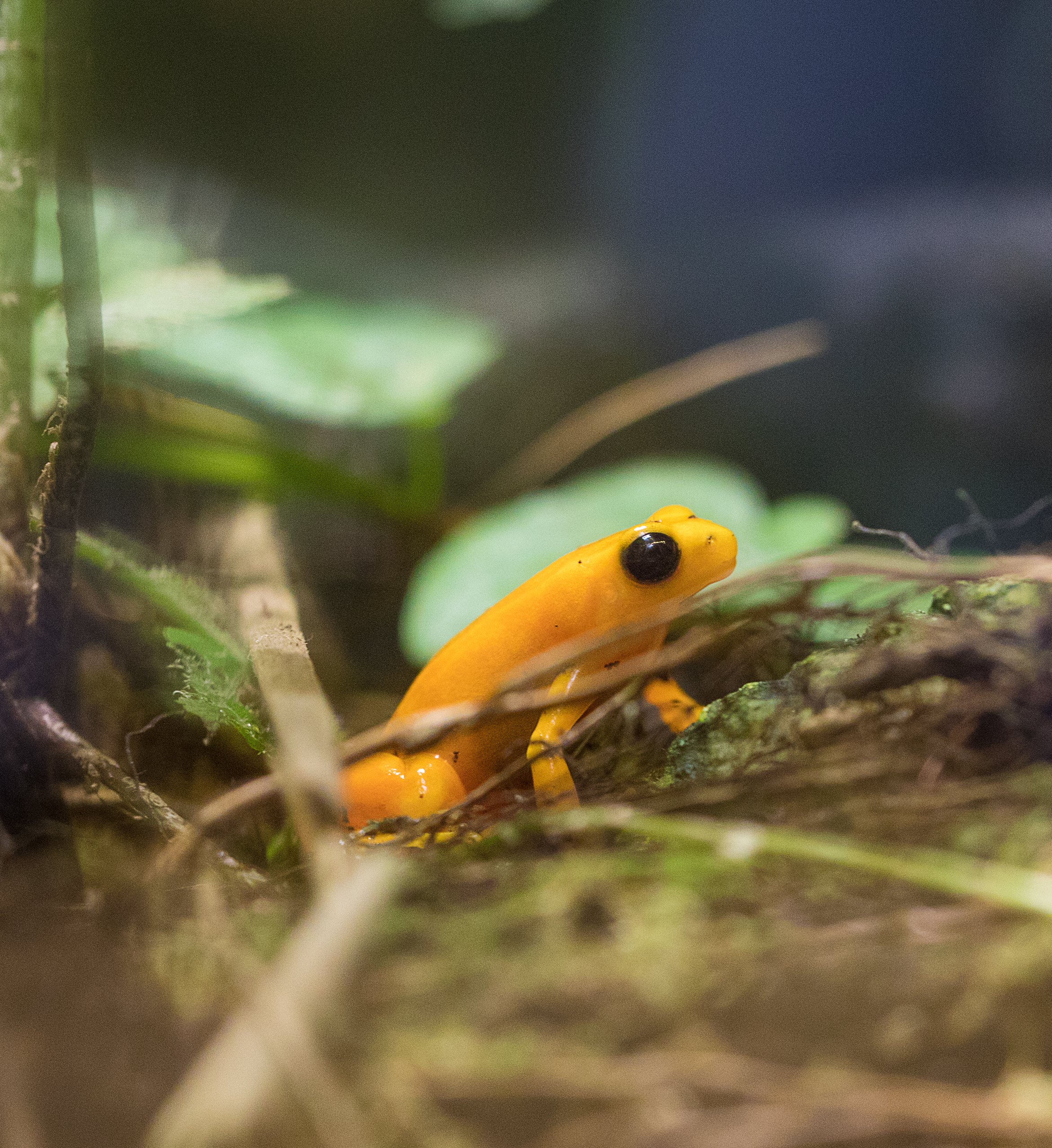Goldfrosch