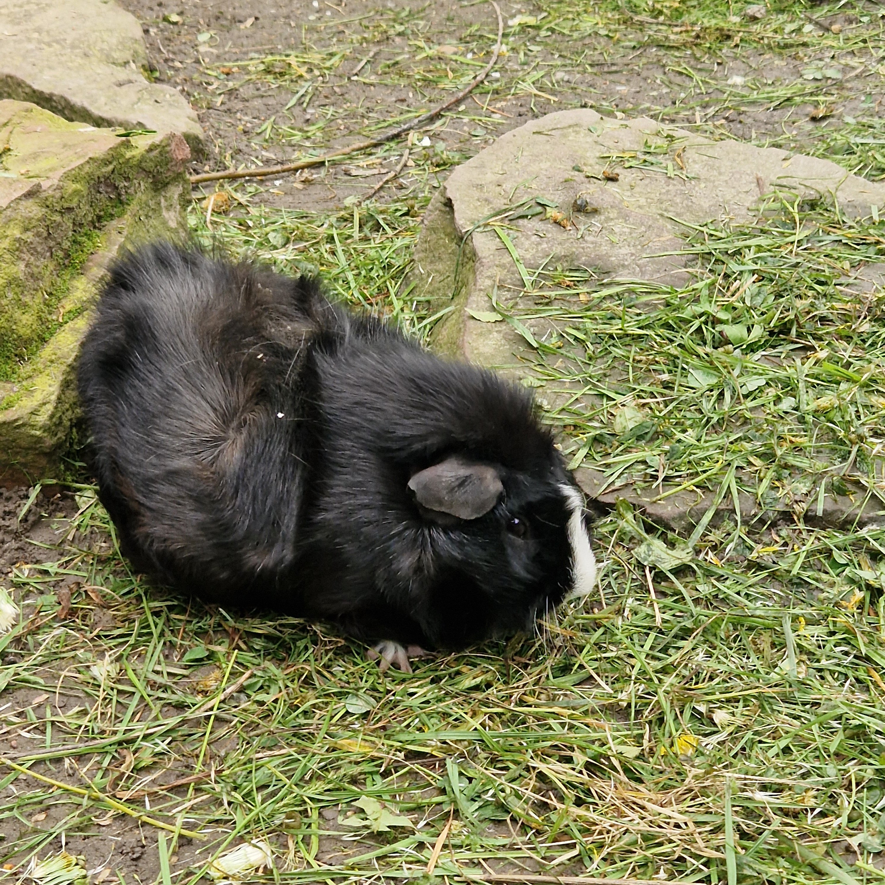 Riesenmeerschweinchen