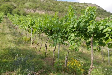 Weinberg