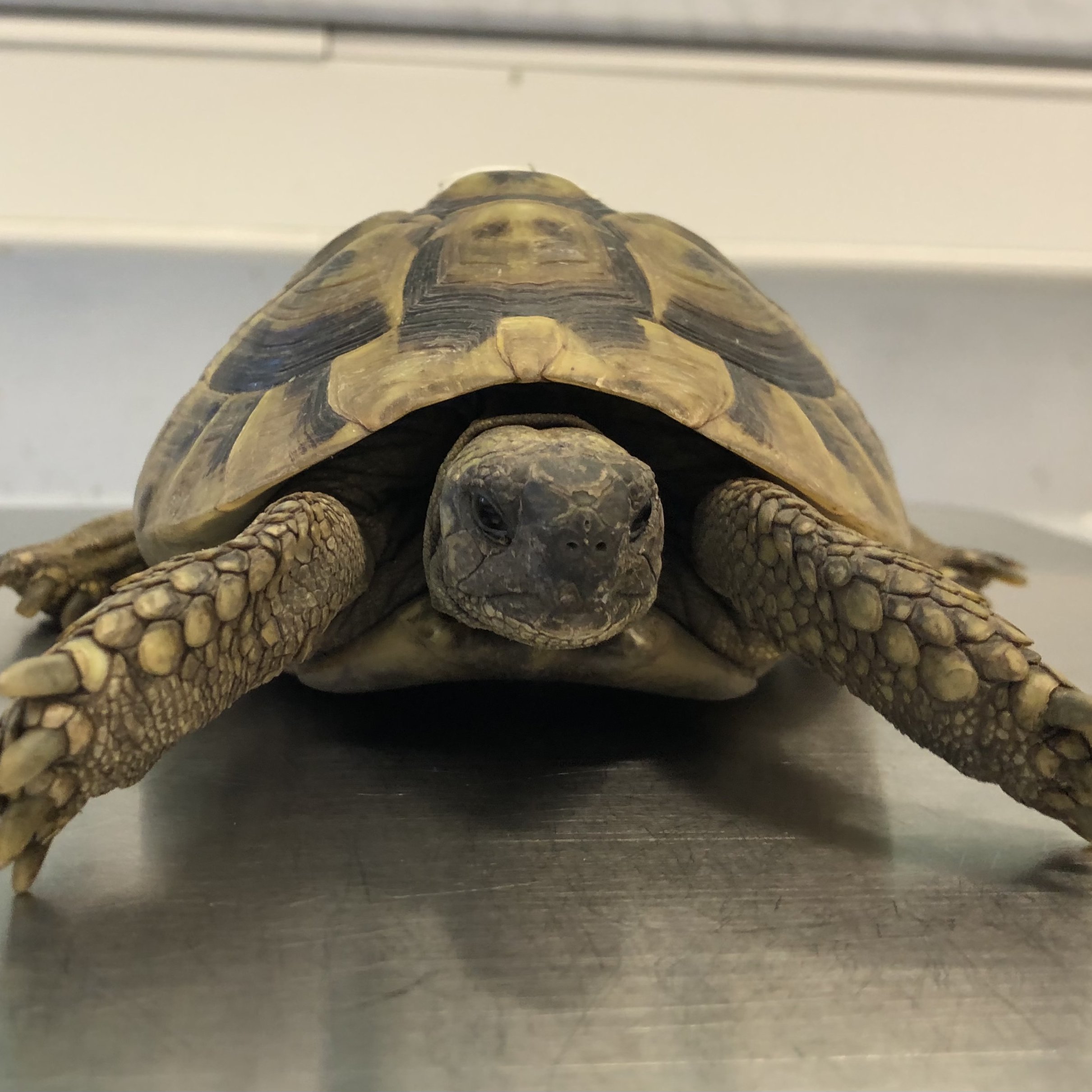 Gesunde Schildkröte