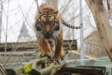 Auch der Sumatratiger erwacht im Bergzoo Halle in diesem Sommer zum Leben
