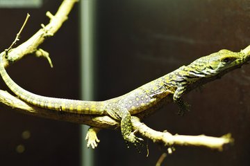 Komodowaran-Jungtier