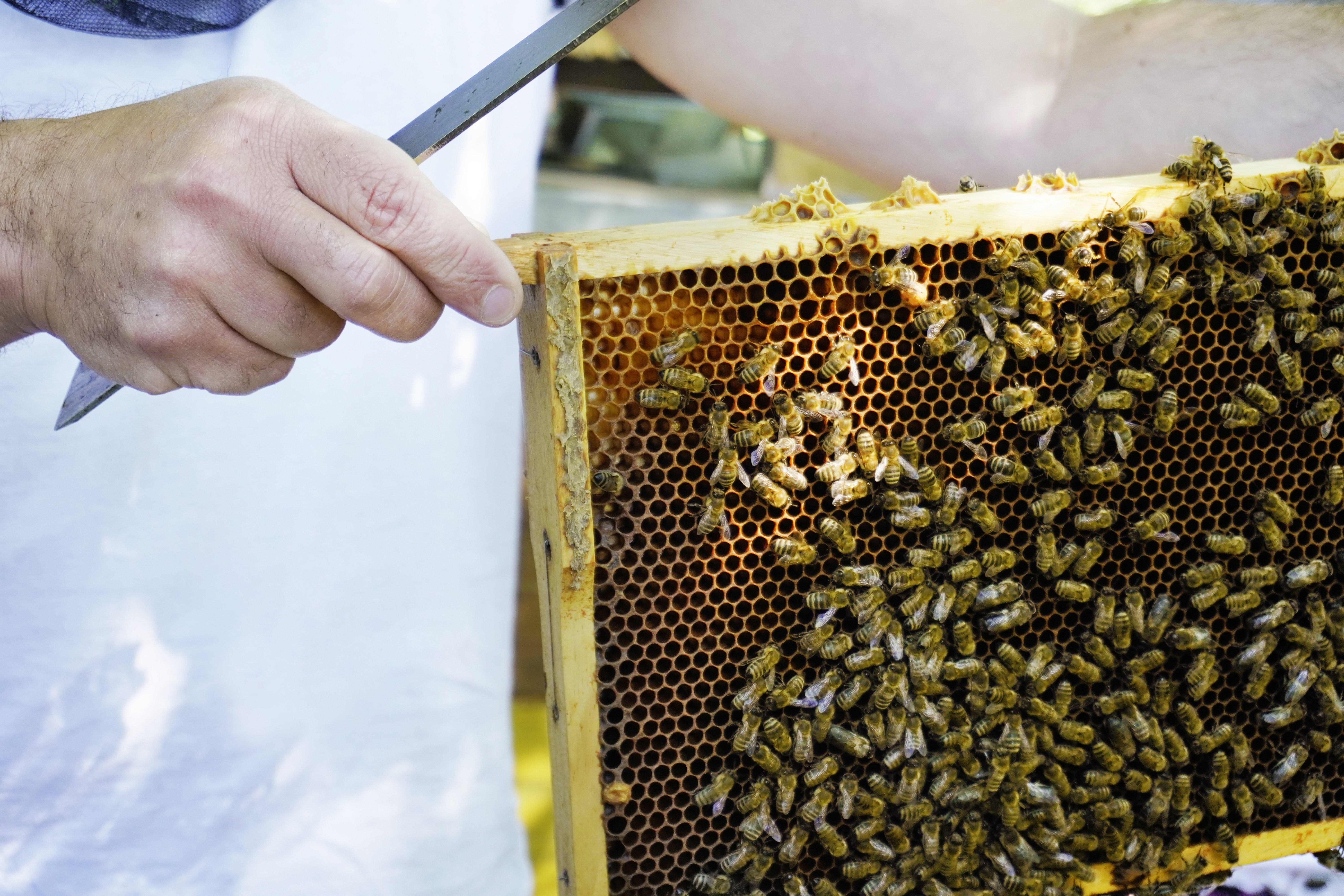 Bienenwabe