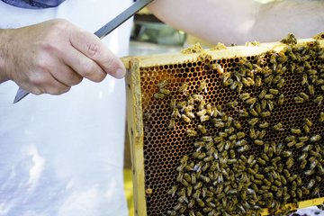 Bienenwabe