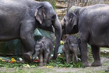Nachwuchs in den Tiergehegen