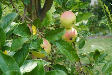 Äpfel in Leipzig