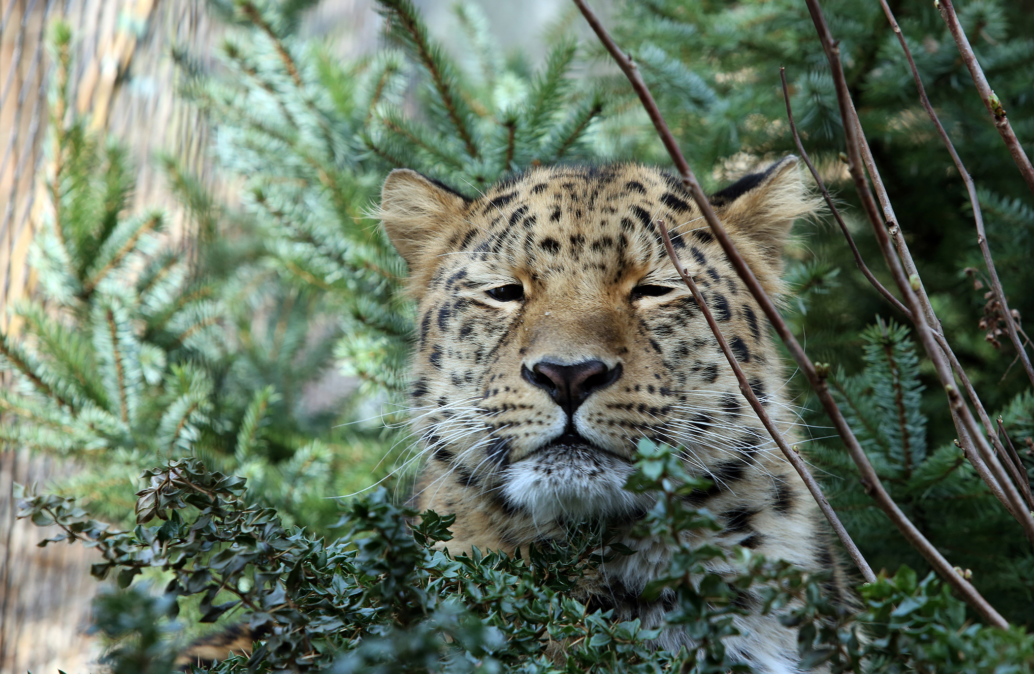 Amurleopard Xembalo