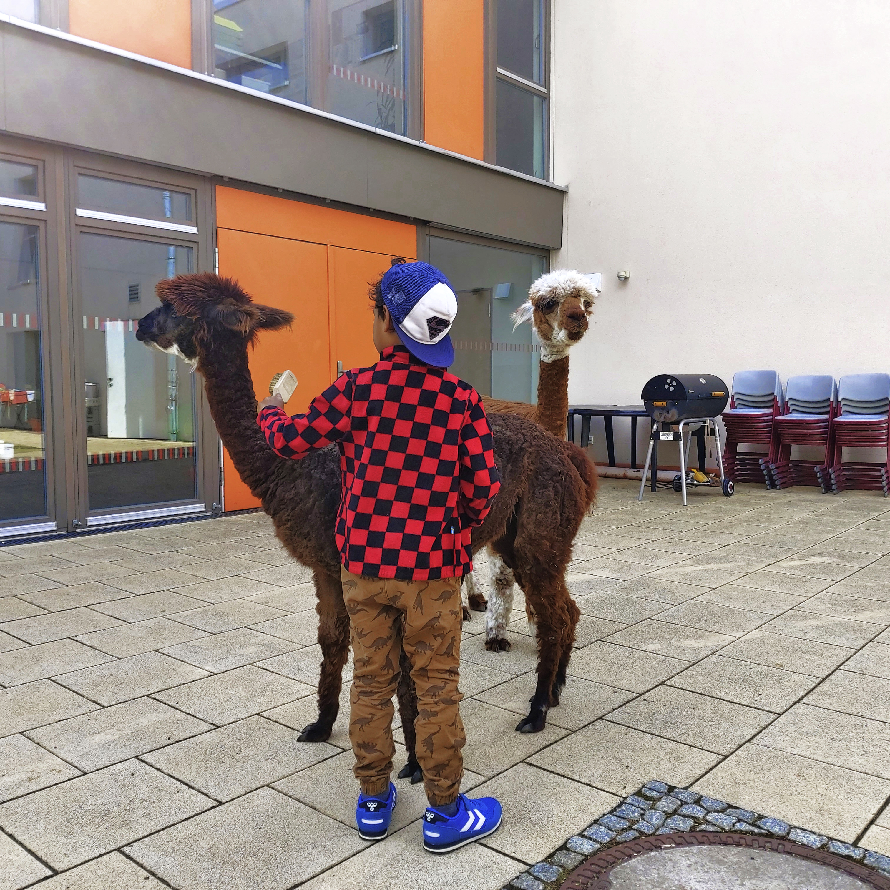 Ein kleiner Alpaka-Freund