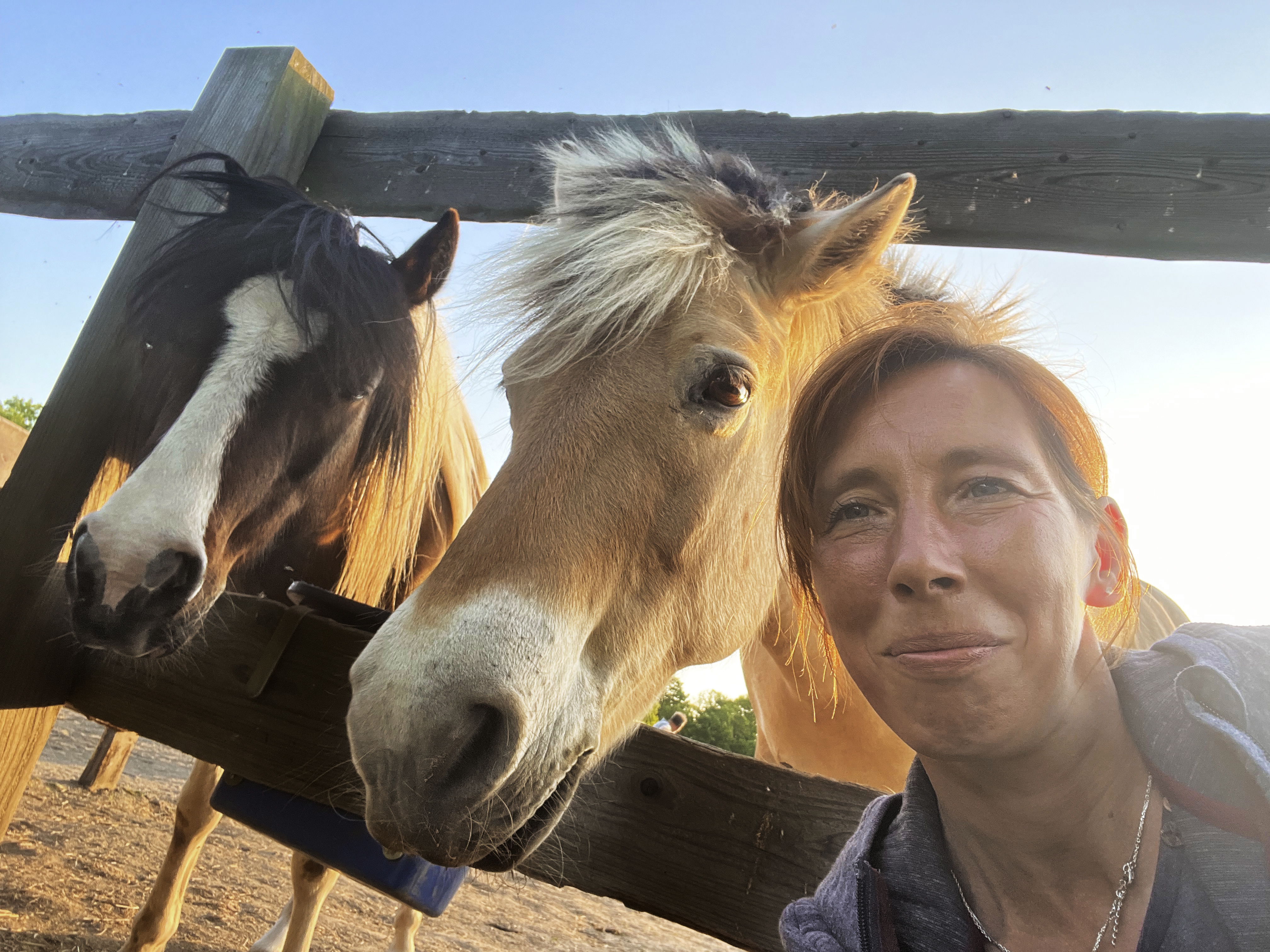 Dr. Horse
