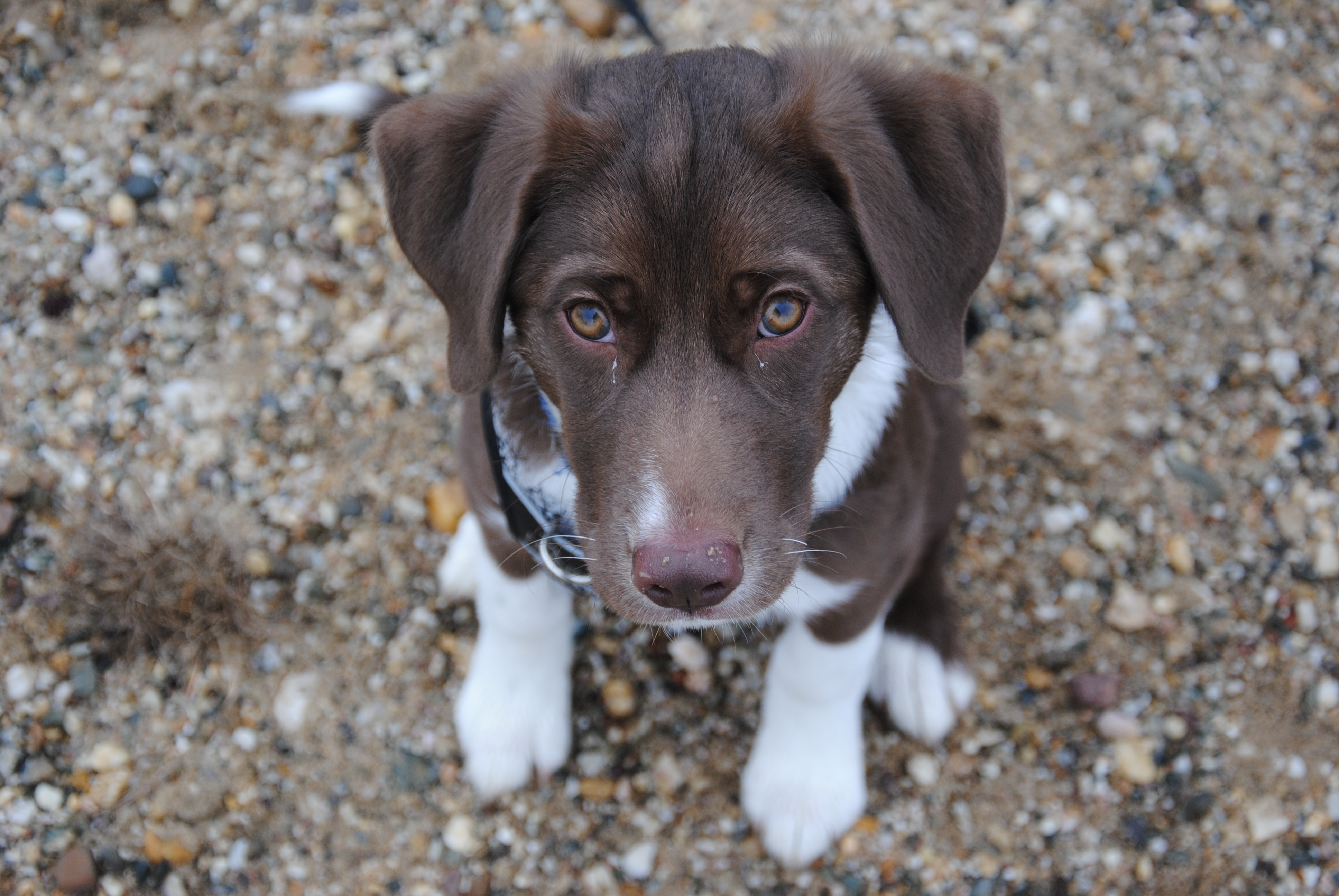 Labrador-Mischling Skadi