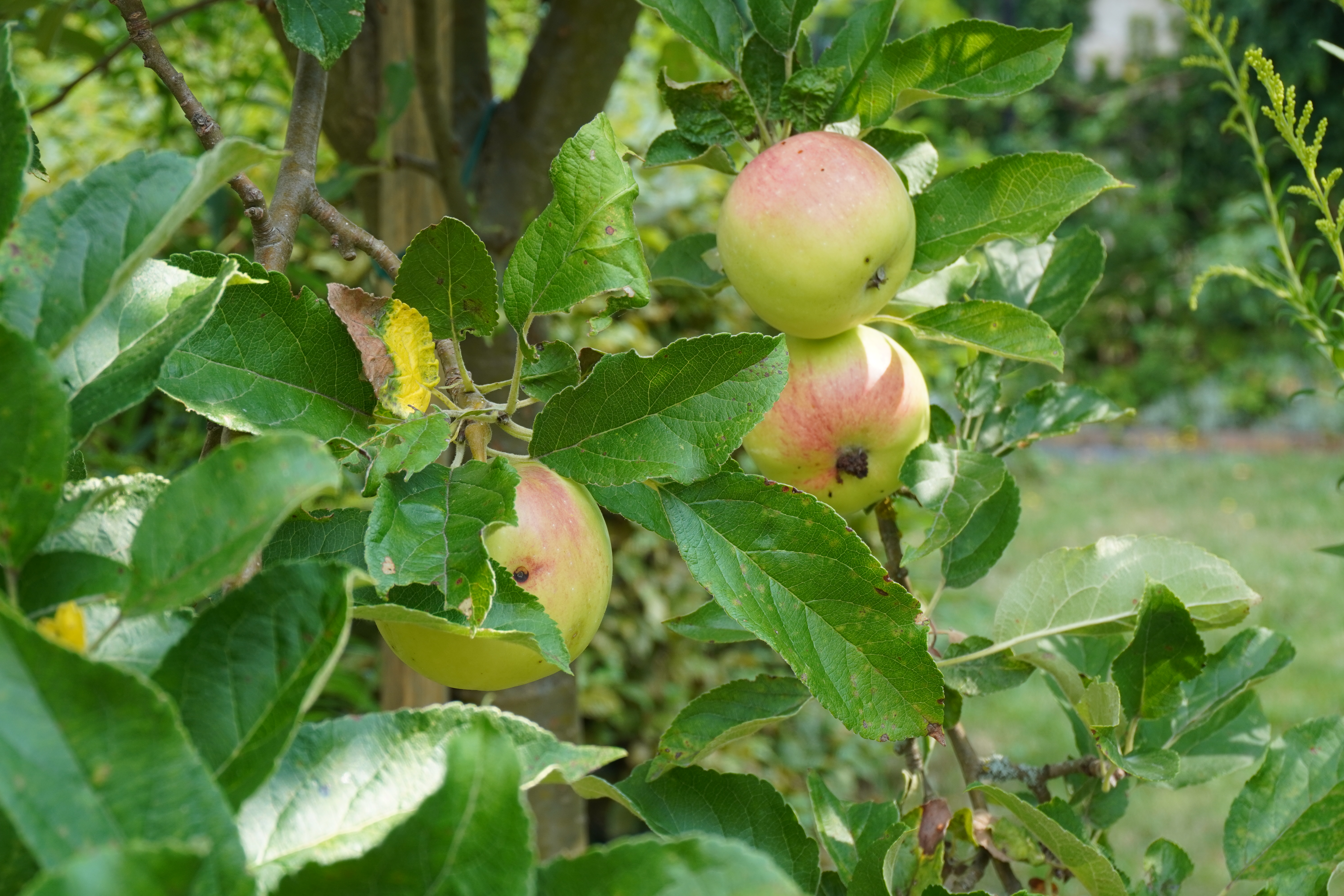 Äpfel in Leipzig