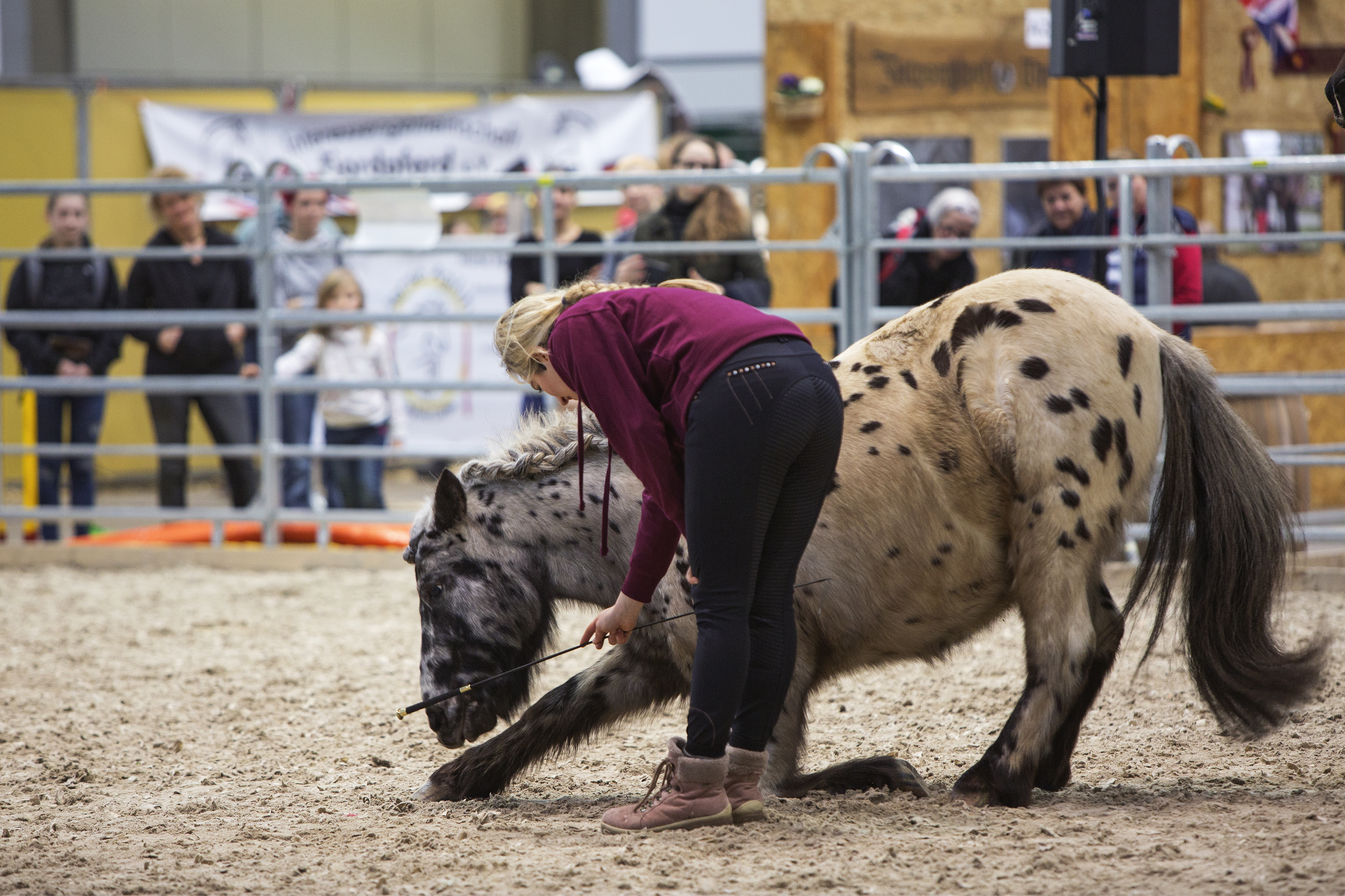 Partner Pferd