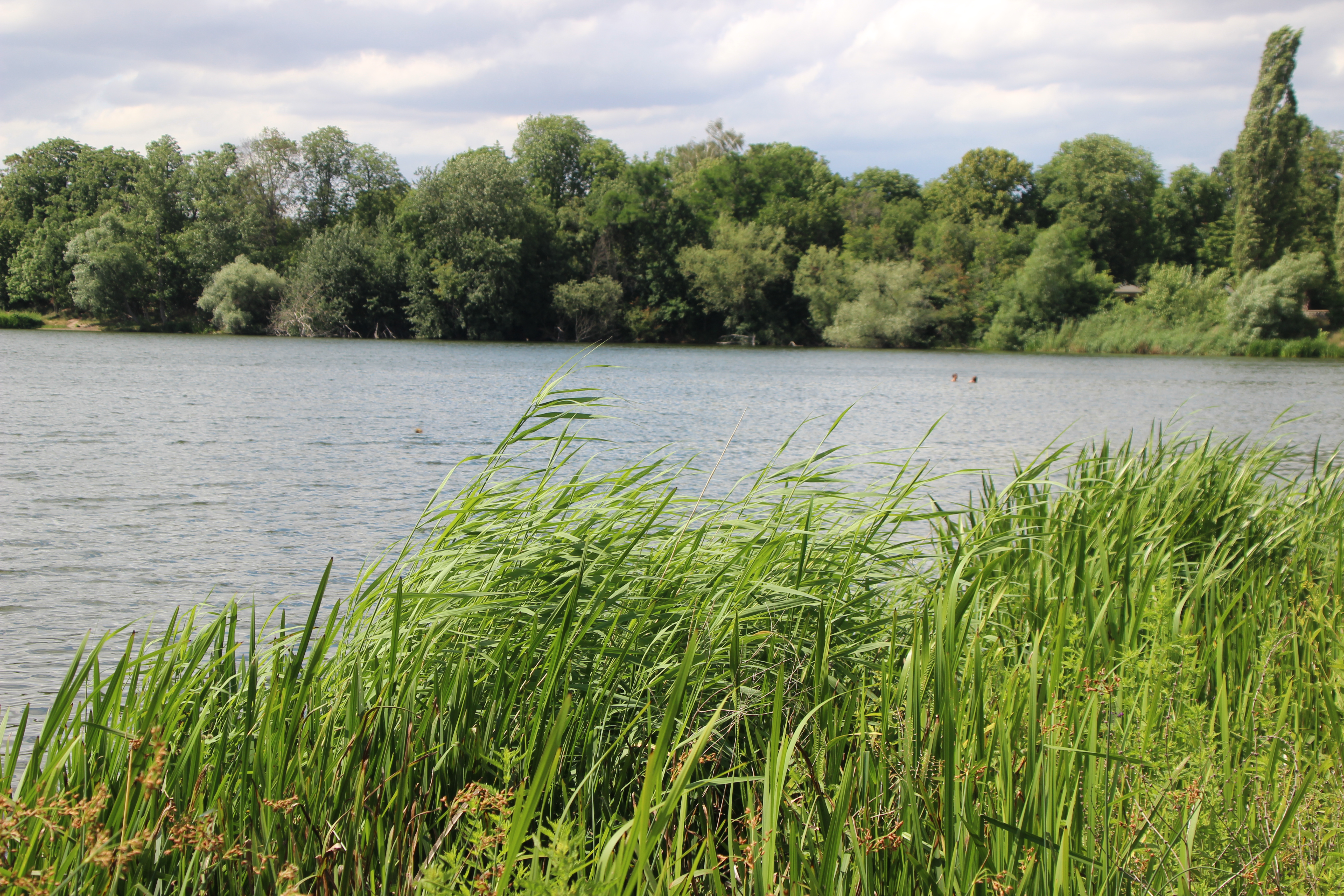 Das Bild zeigt den Auensee. In ihm schwimmen in der Ferne zwei Menschen, im Vordergrund wächst Schiff am Ufer.