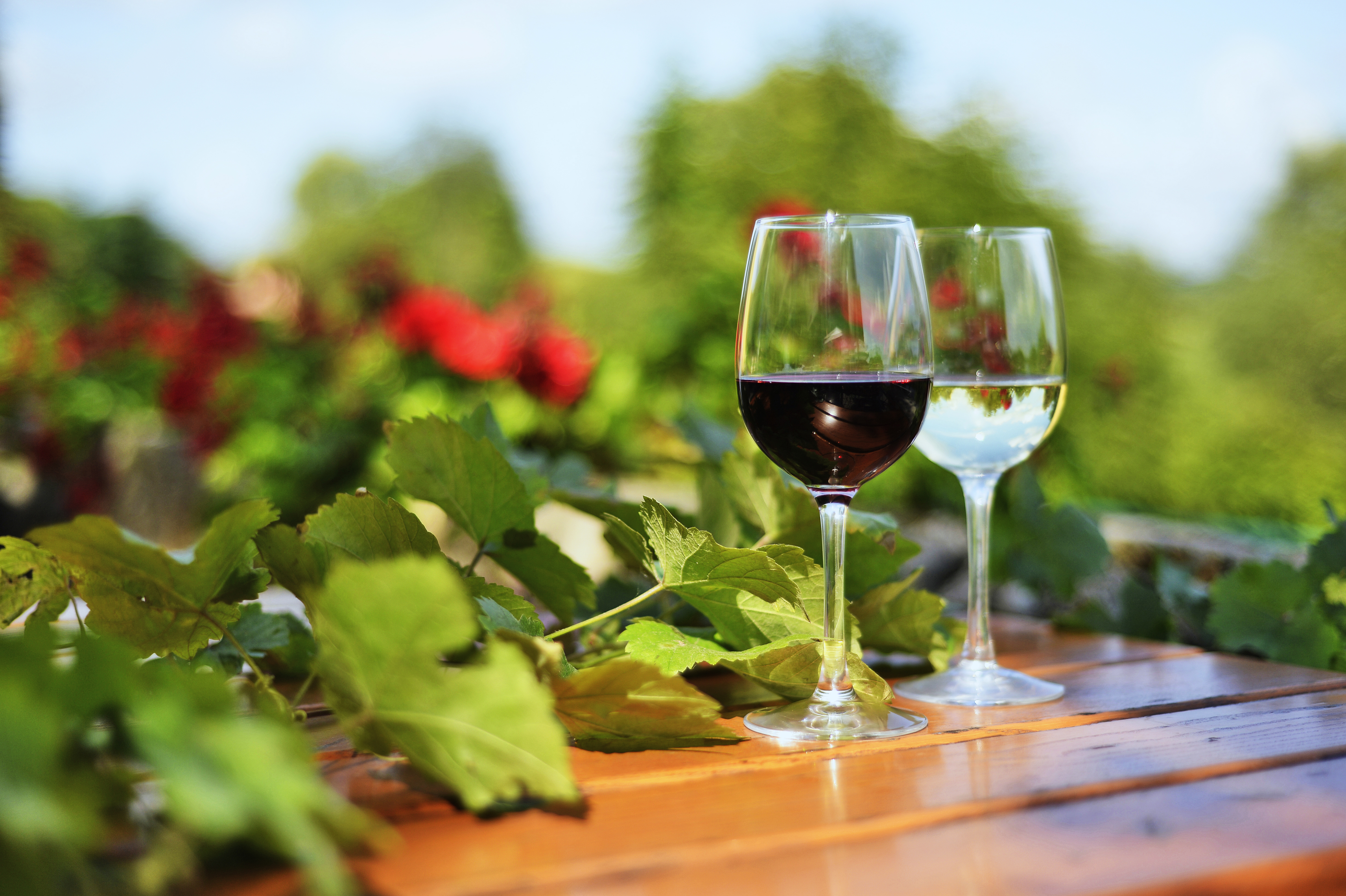 Wein aus der Saale-Unstrut-Region