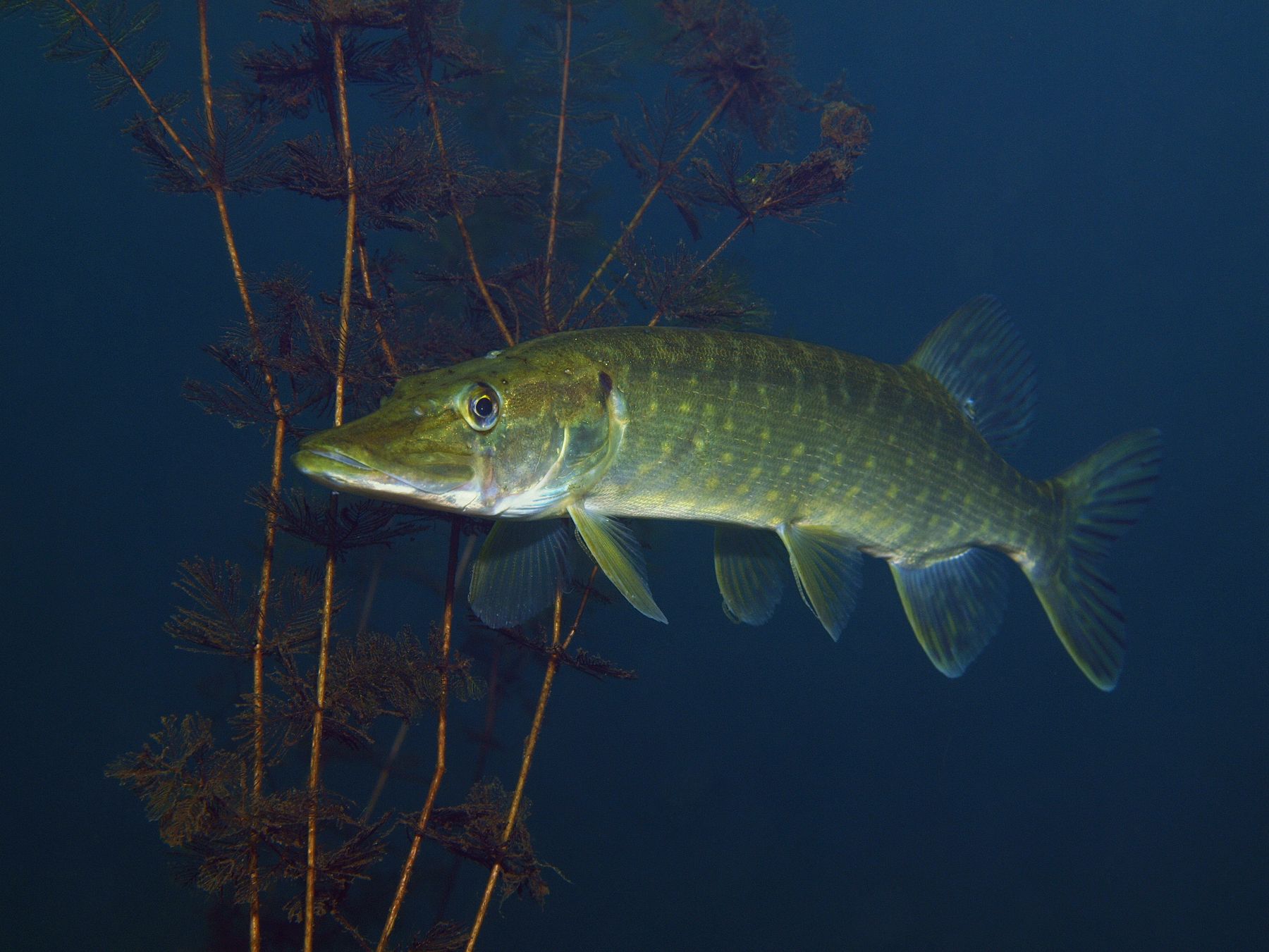 Ein Fisch vor einer Wasserpflanze